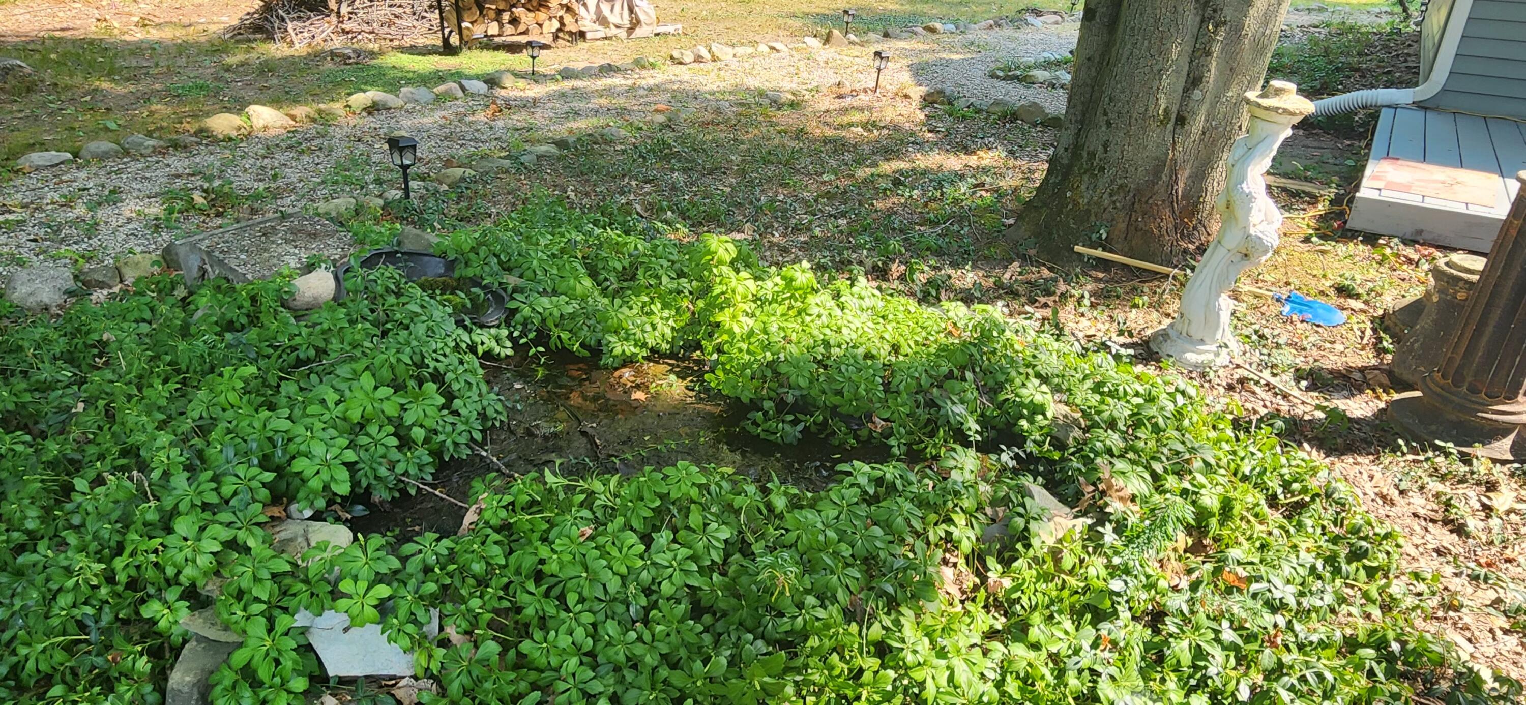 6797 Beechnut Court Canadian Lakes, MI 49346 - Photo 30 of 53 #29 Pond