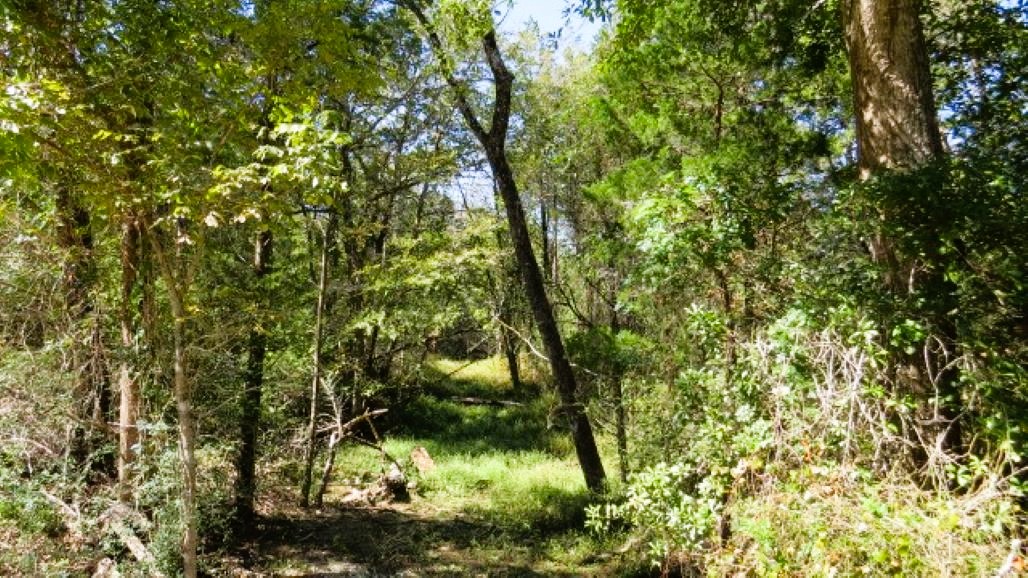 Tbd Jackrabbit Lane Bryan, TX 77808 - Photo 11 of 17 a view of a yard
