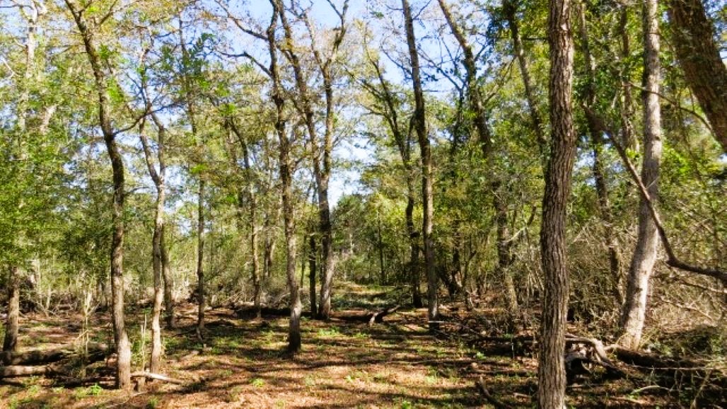 Tbd Jackrabbit Lane Bryan, TX 77808 - Photo 6 of 17 a view of covered with tall trees
