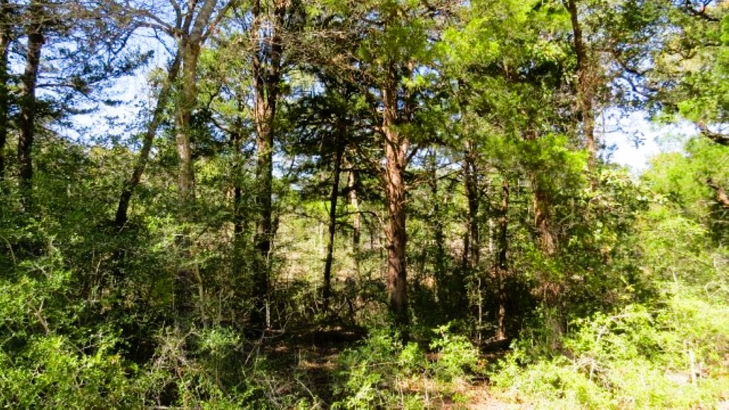Tbd Jackrabbit Lane Bryan, TX 77808 - Photo 10 of 17 a view of a tree