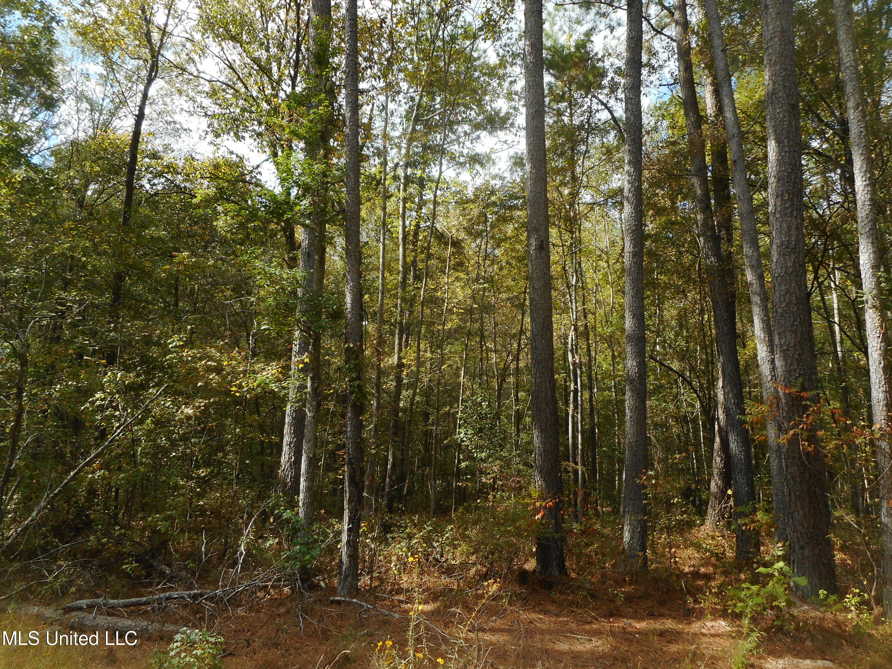 Wooded Lot