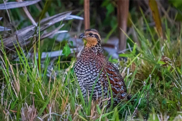 $649,900 | 5 Aye Court, Placida, FL 33946