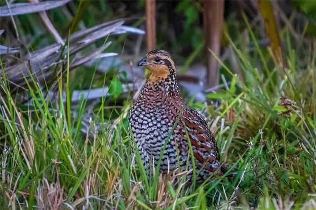 $649,900 | 5 Aye Court, Placida, FL 33946