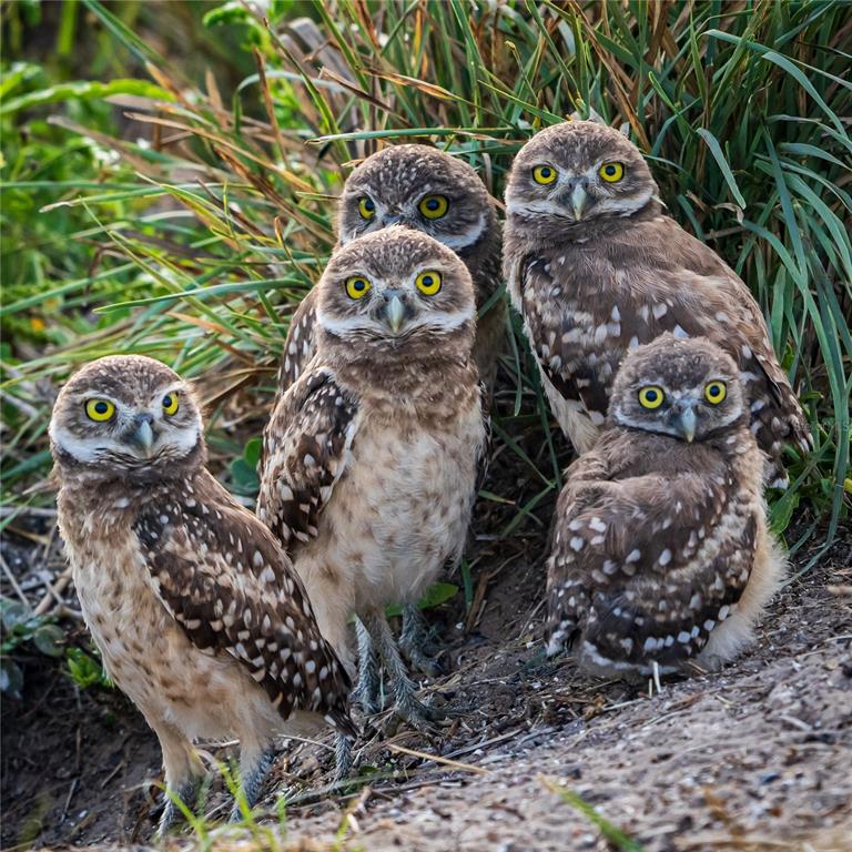 5 Aye Court Placida, FL 33946 - Photo 66 of 91