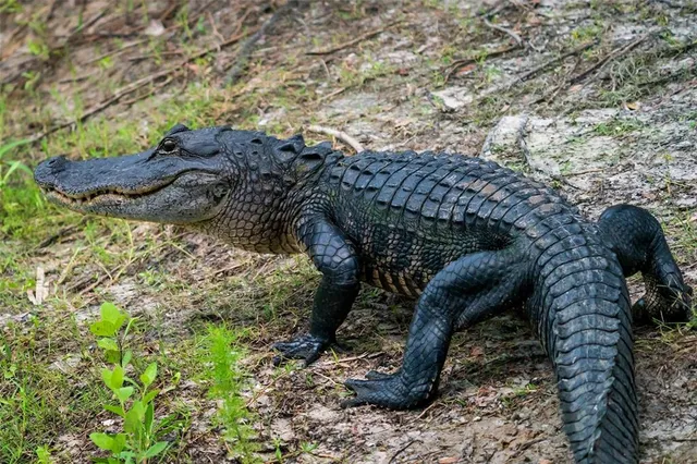 $649,900 | 5 Aye Court, Placida, FL 33946