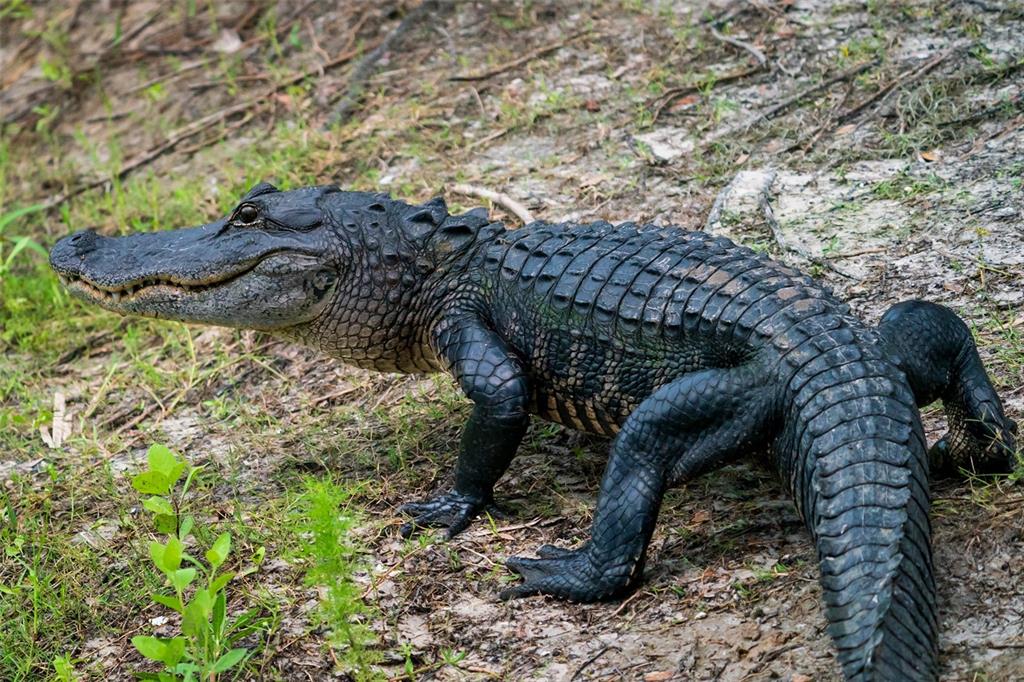 5 Aye Court Placida, FL 33946 - Photo 69 of 91