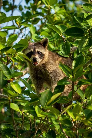 $649,900 | 5 Aye Court, Placida, FL 33946