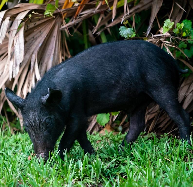 5 Aye Court Placida, FL 33946 - Photo 71 of 91