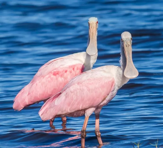 $649,900 | 5 Aye Court, Placida, FL 33946