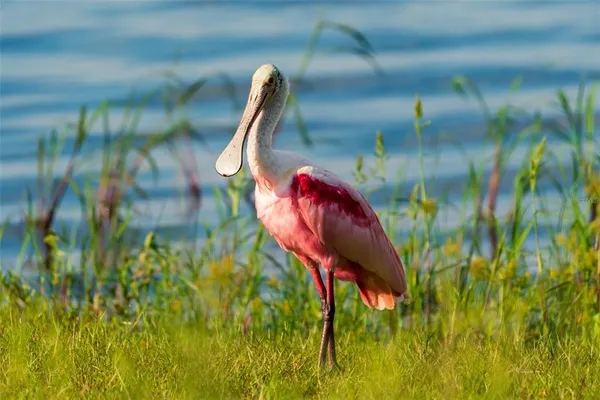 $649,900 | 5 Aye Court, Placida, FL 33946