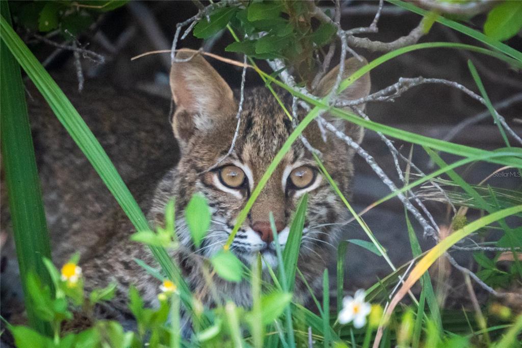 5 Aye Court Placida, FL 33946 - Photo 78 of 91