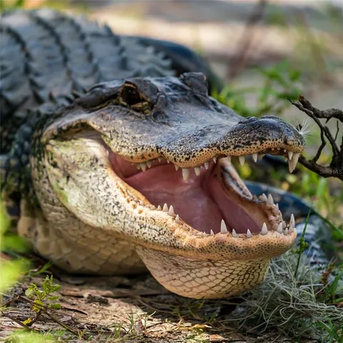 $649,900 | 5 Aye Court, Placida, FL 33946