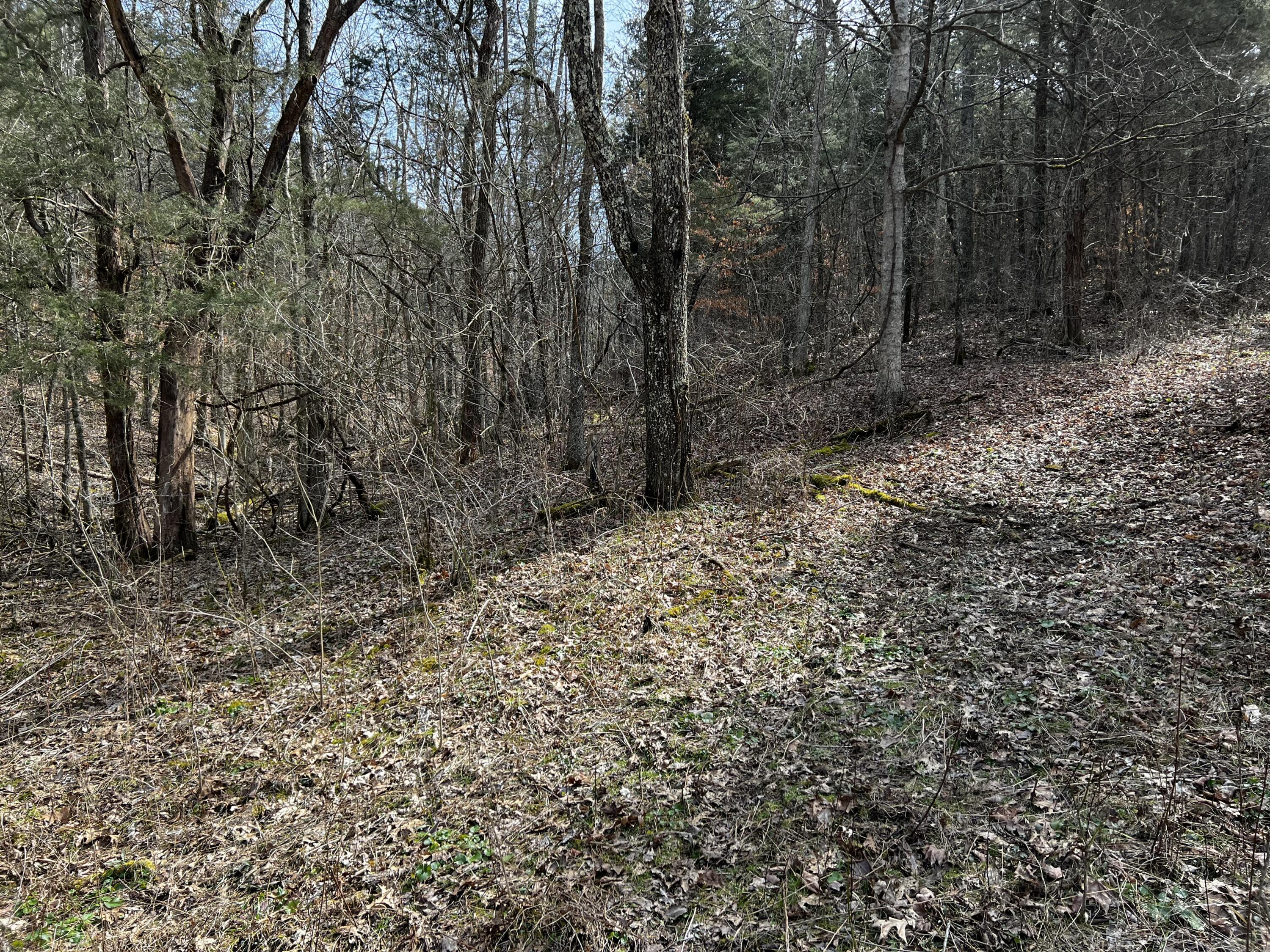 25.71-ac Fork Lick Road Corinth, KY 41010 - Photo 4 of 7 Gallery Image 4