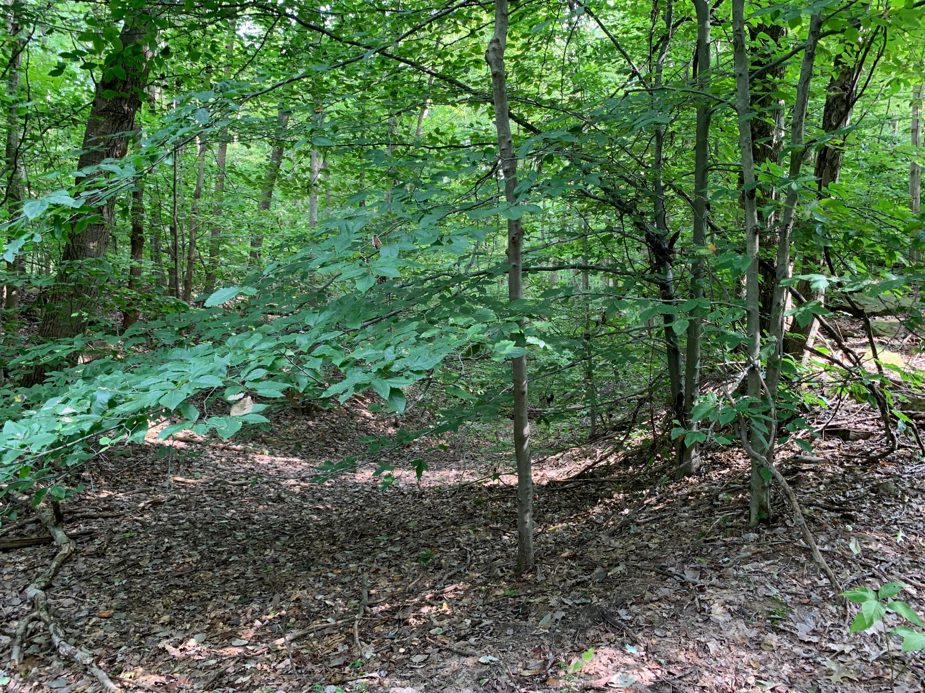 0 Cherry Run Road Northwest Strasburg, OH 44680 - Photo 9 of 35 20200916_193128652_iOS