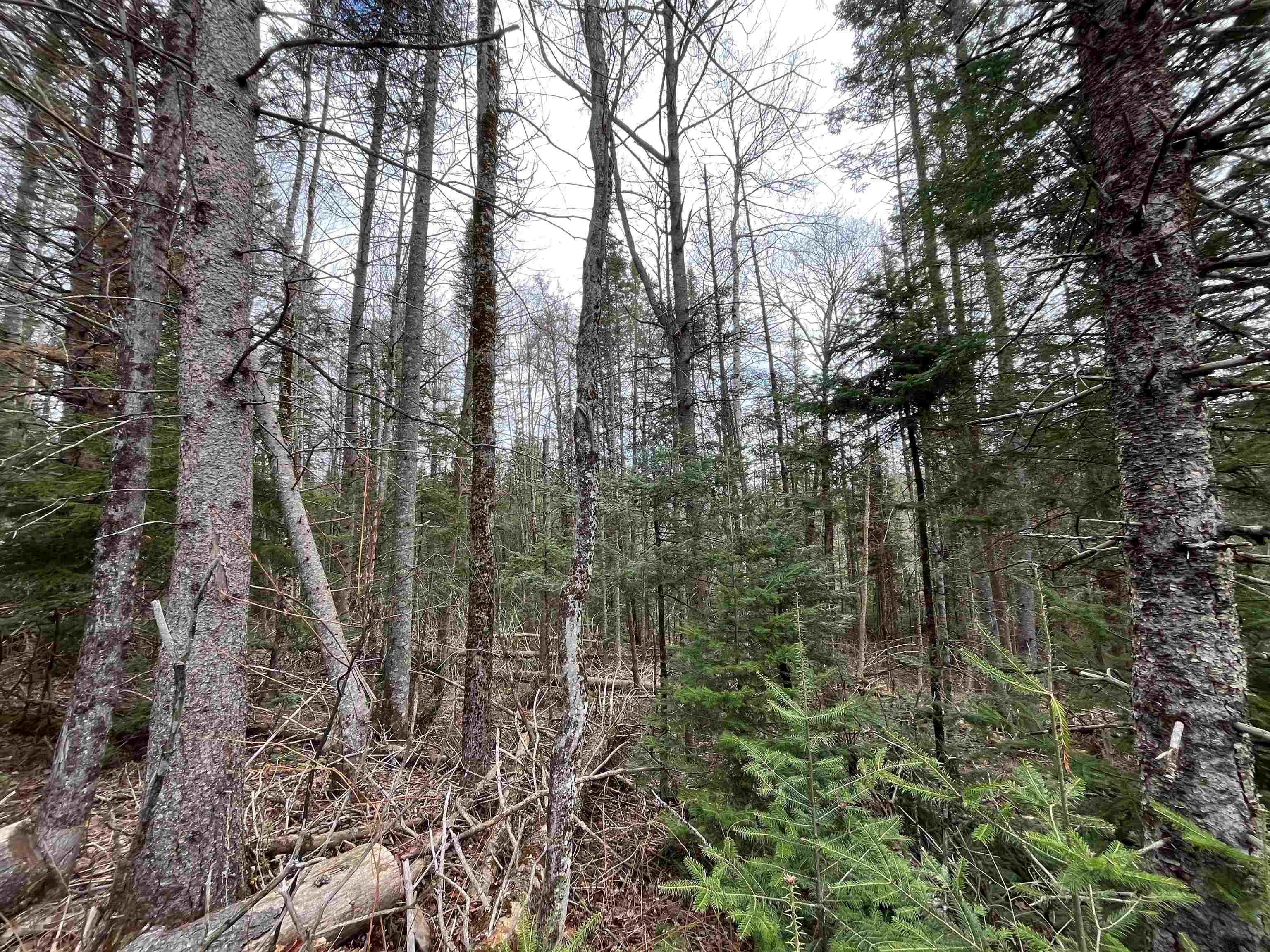 Tbd Center Pond Road West Burke, VT 05871 - Photo 6 of 10