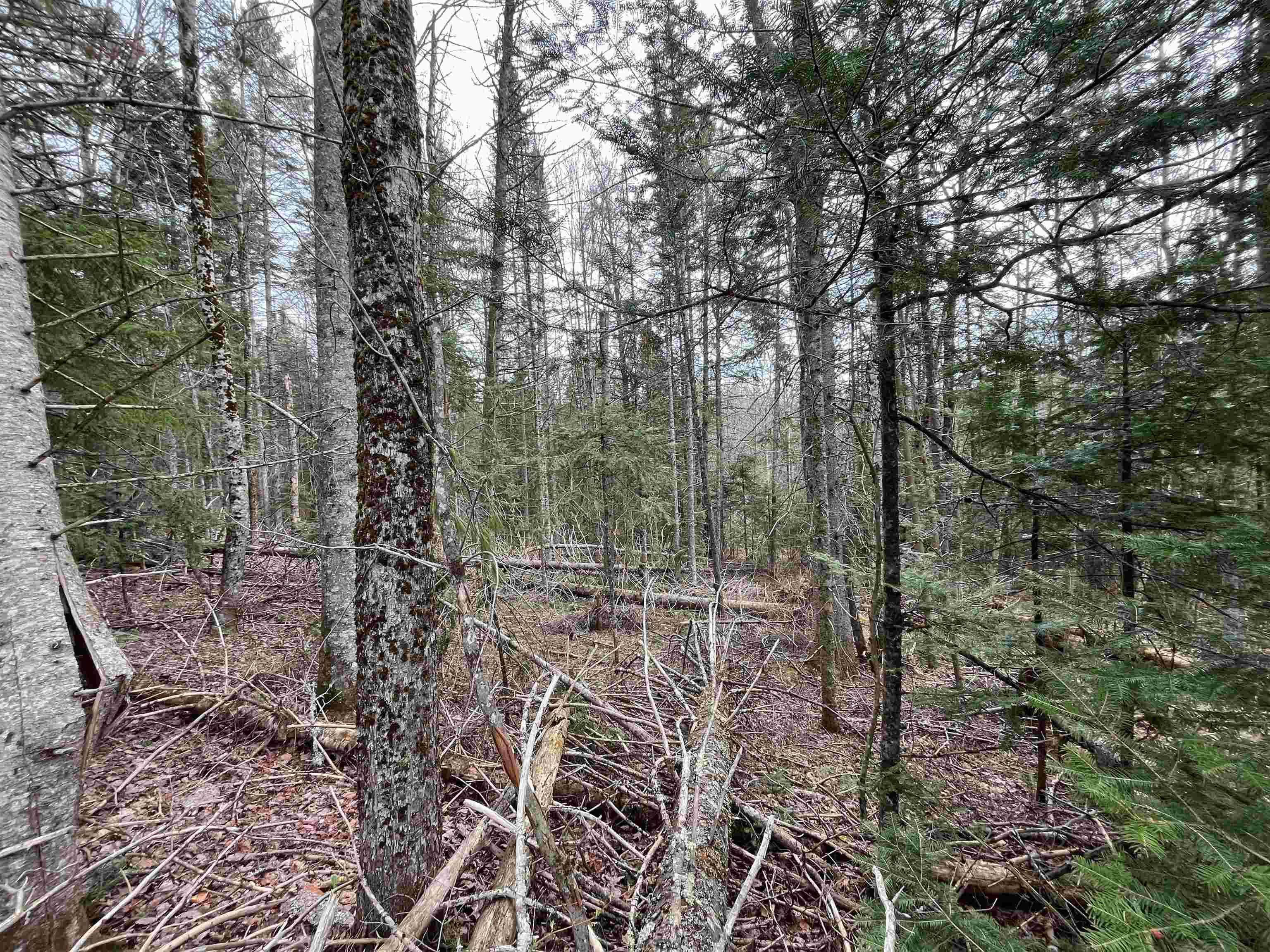 Tbd Center Pond Road West Burke, VT 05871 - Photo 7 of 10
