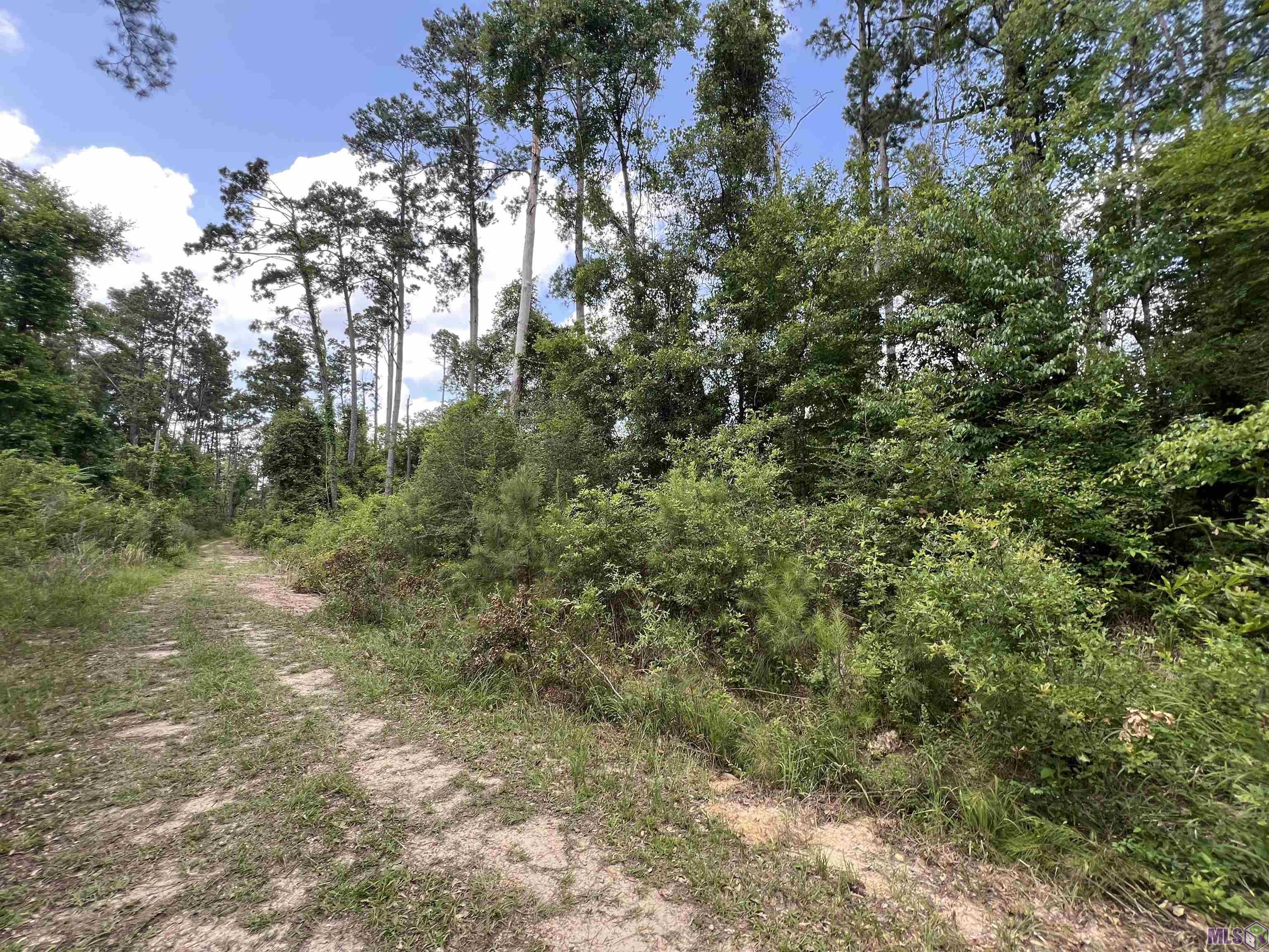 Not Available Not Available Mccarrol Road Springfield, LA 70462 - Photo 3 of 5 Gallery Image 3