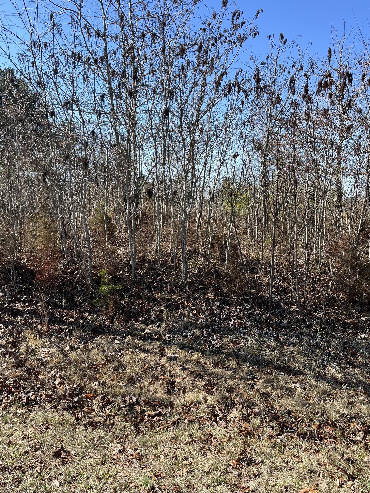 0 Walkers Well Road Chatham, VA 24531 - Photo 2 of 4 a view of a yard