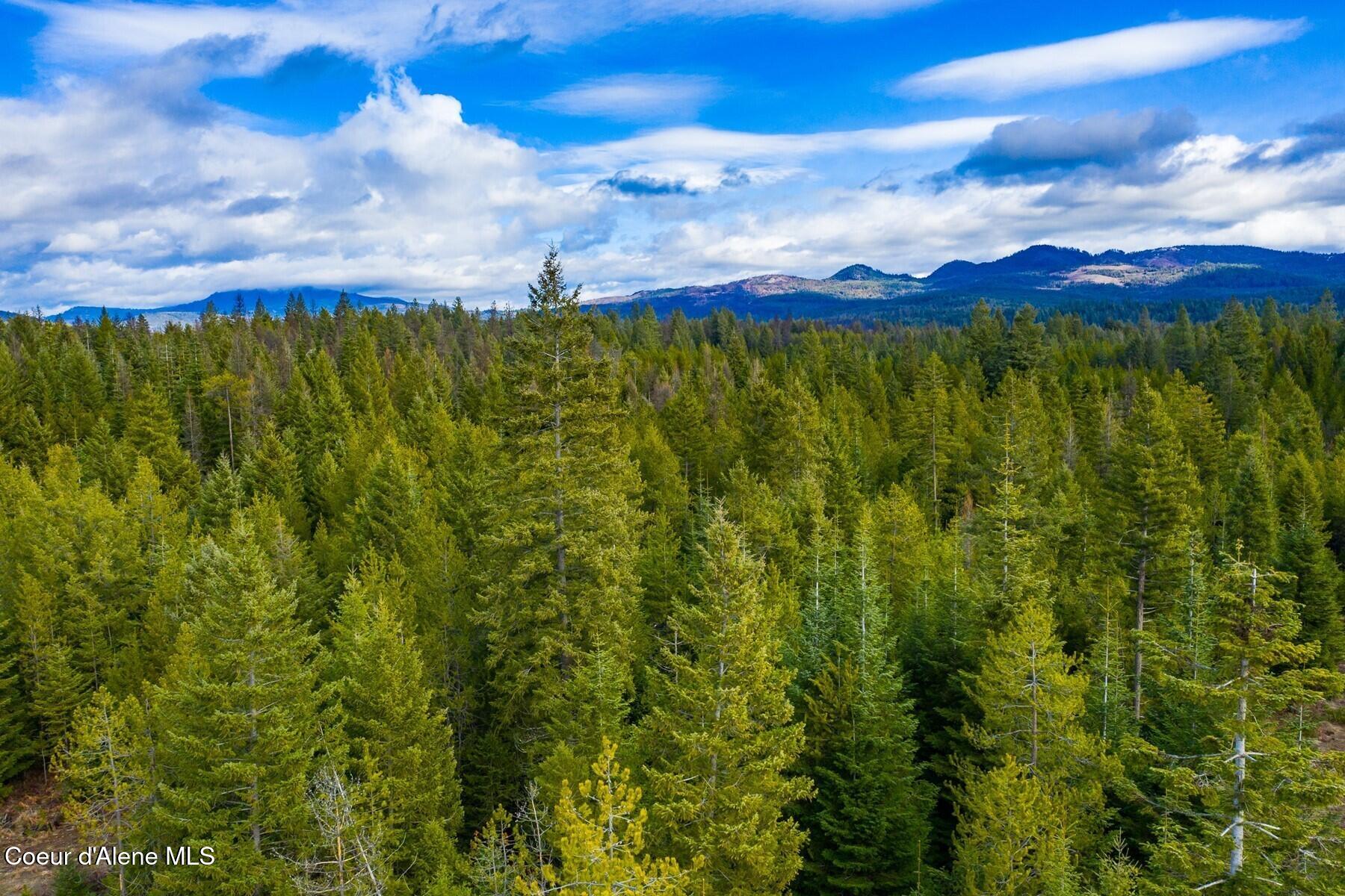 49 Zig Zag Way Athol, ID 83801 - Photo 29 of 73 Loaded with mature trees