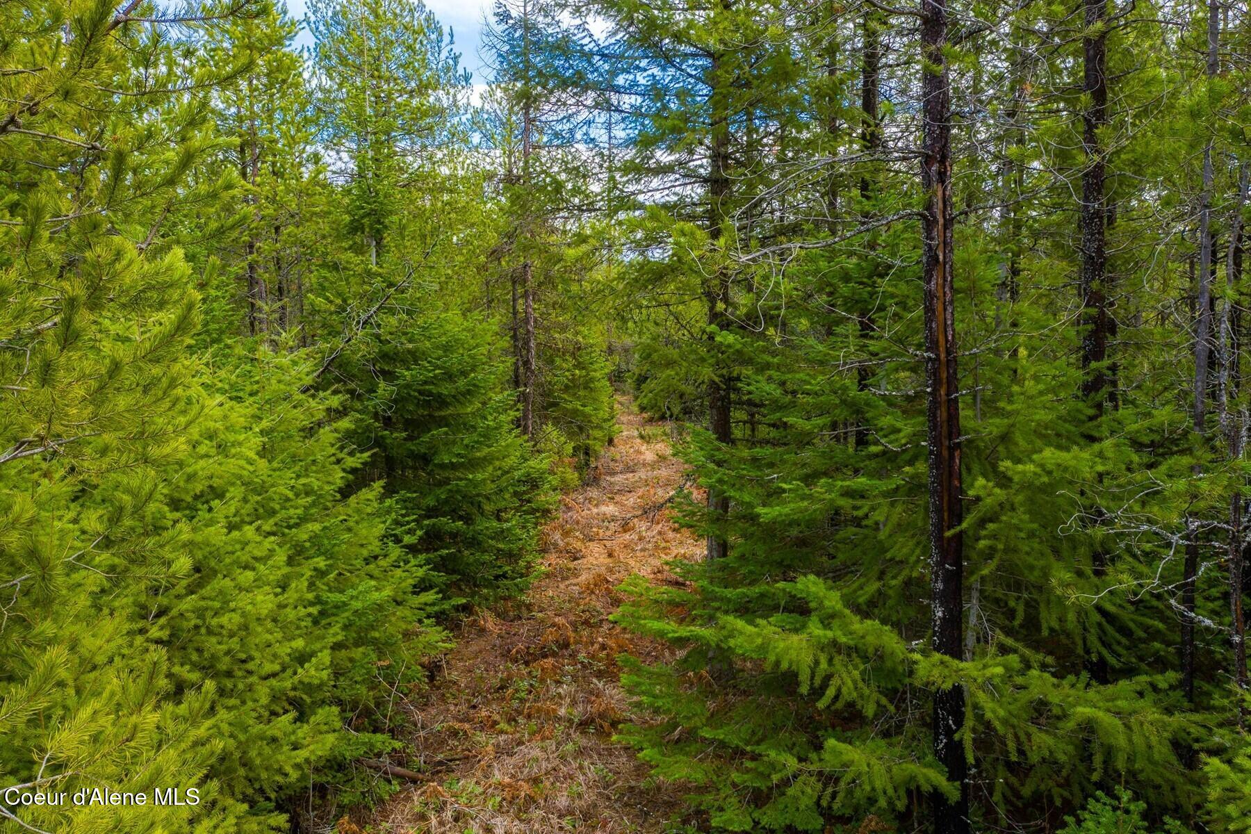 49 Zig Zag Way Athol, ID 83801 - Photo 53 of 73 Path on back 5 acres
