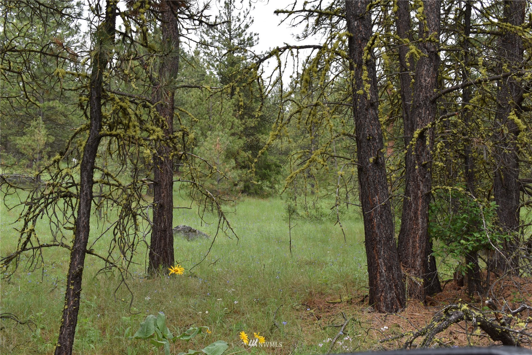 12-lot Turtle Run Road Tonasket, WA 98855 - Photo 13 of 40 a view of a lush green forest