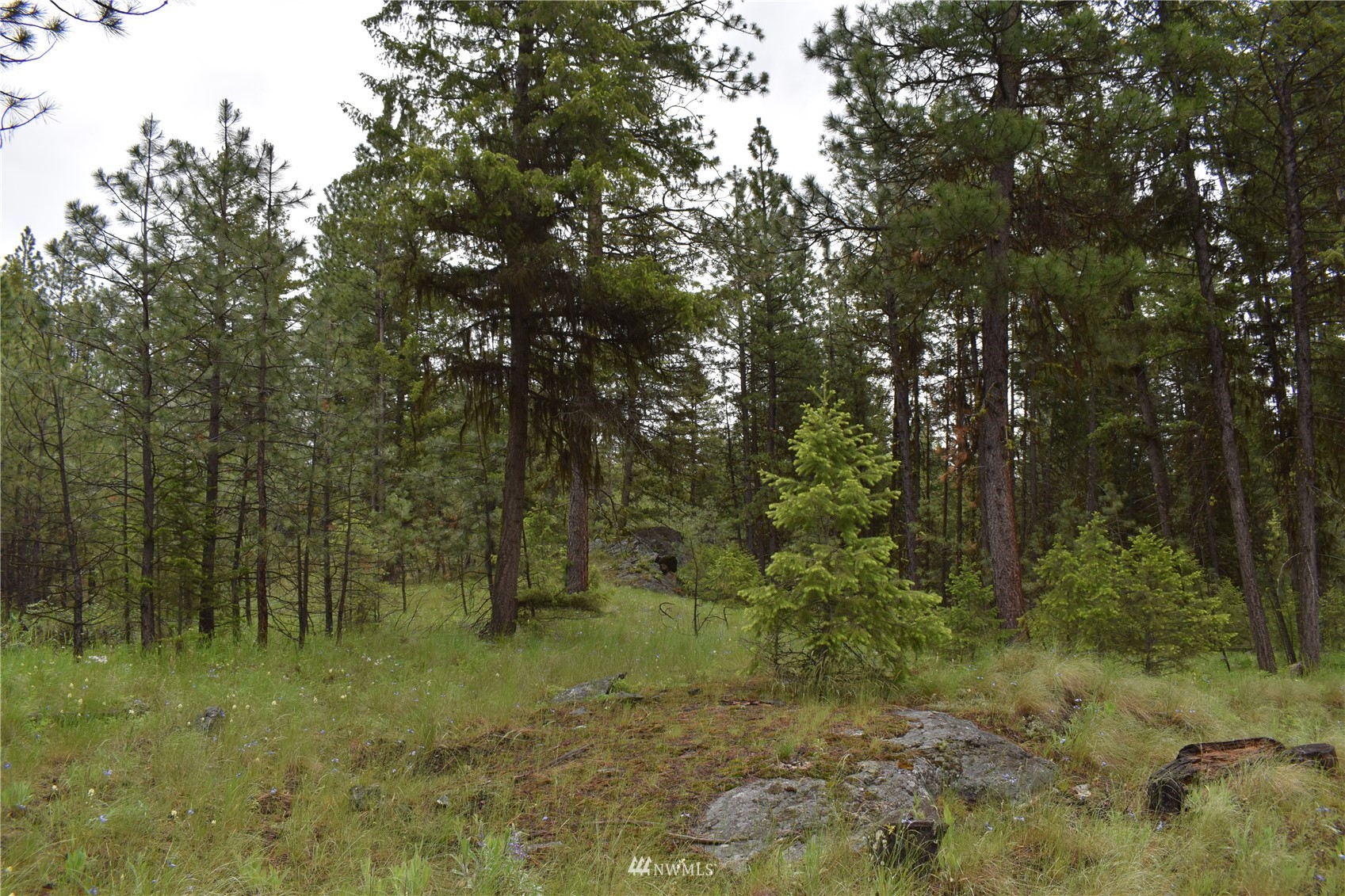 12-lot Turtle Run Road Tonasket, WA 98855 - Photo 19 of 40 a view of a lush green forest