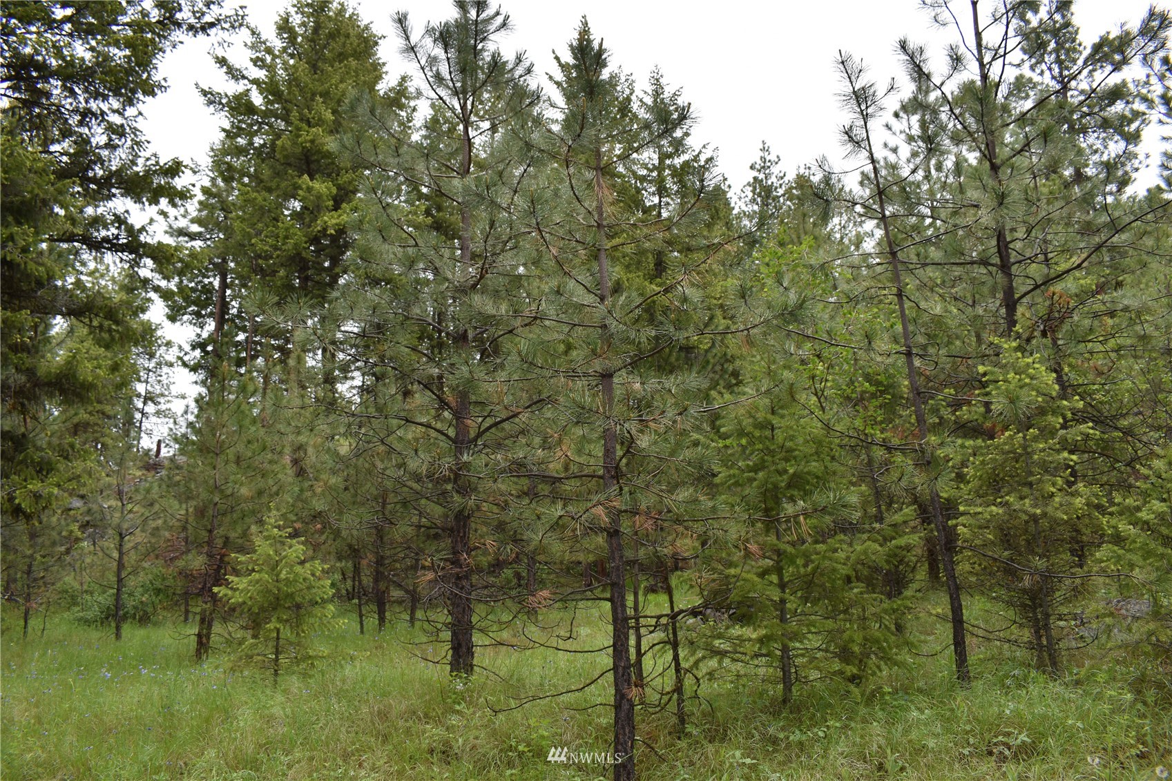 12-lot Turtle Run Road Tonasket, WA 98855 - Photo 20 of 40 a view of a lake with a tree