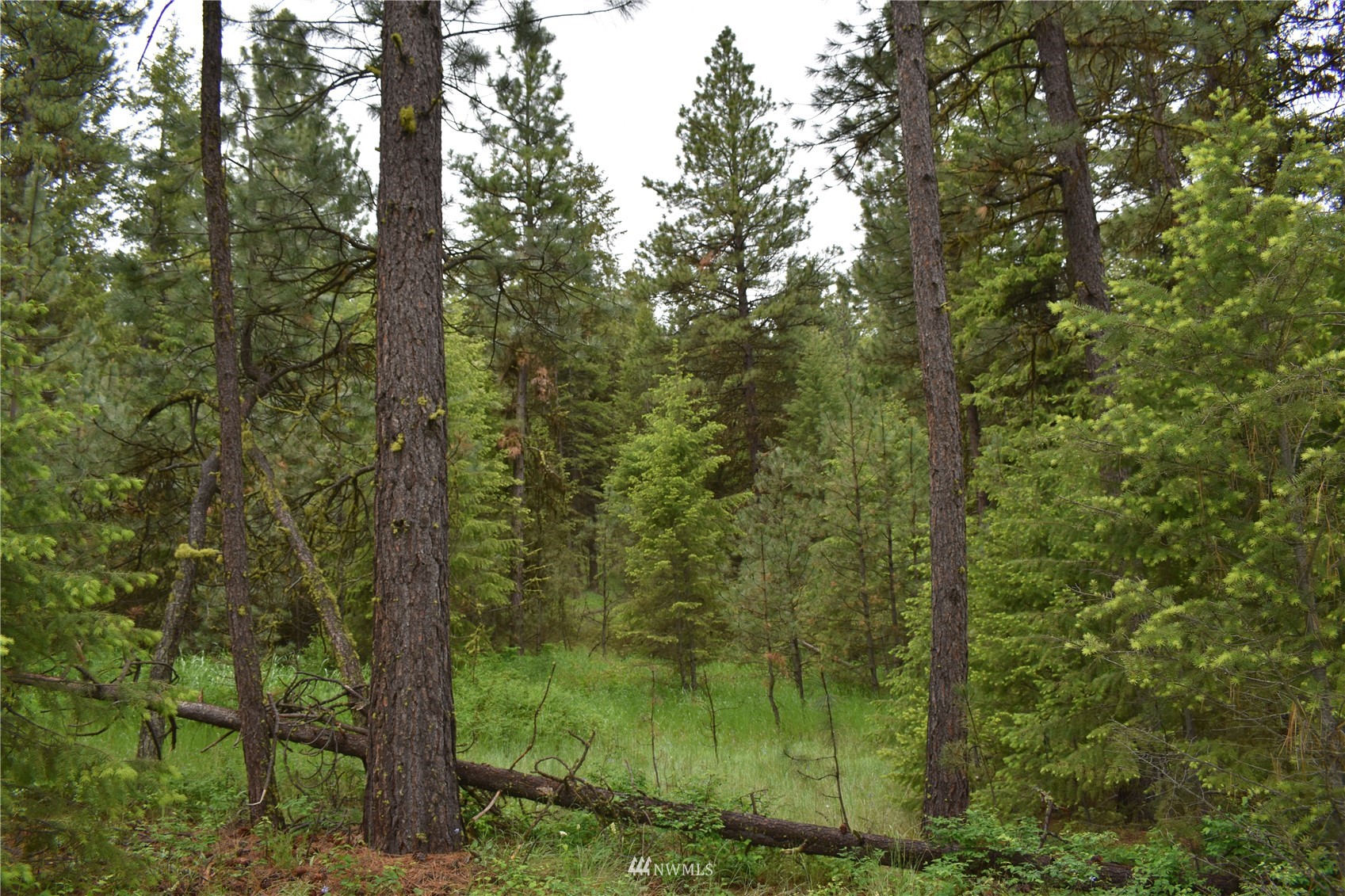 12-lot Turtle Run Road Tonasket, WA 98855 - Photo 29 of 40 a view of a green field with lots of trees