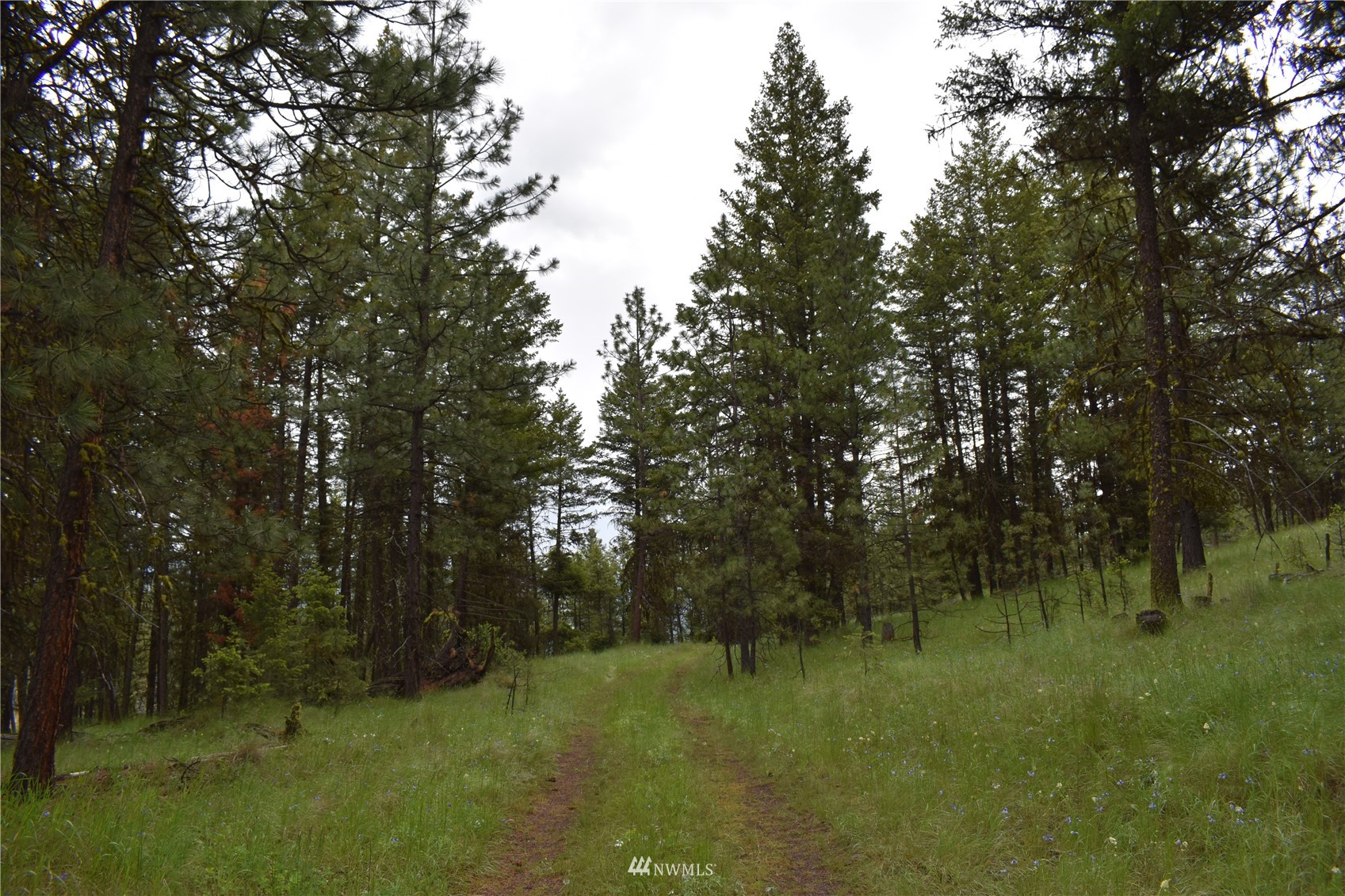 12-lot Turtle Run Road Tonasket, WA 98855 - Photo 34 of 40 a view of a lush green forest