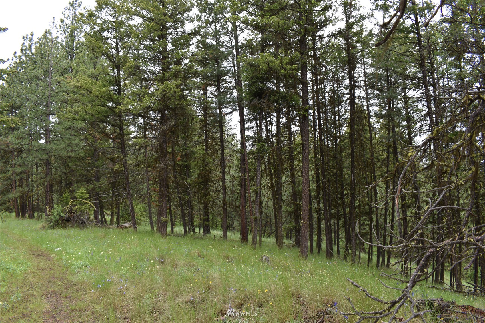 12-lot Turtle Run Road Tonasket, WA 98855 - Photo 40 of 40 a view of a lush green forest