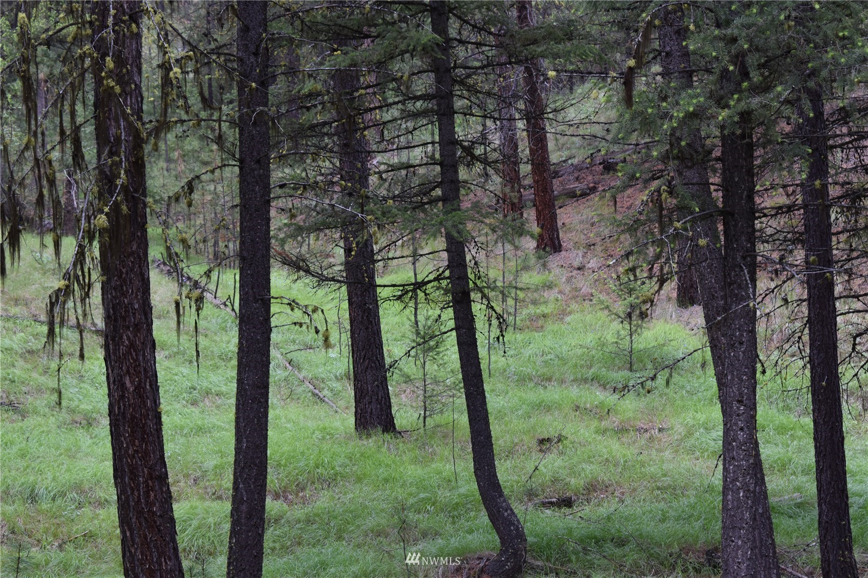 12-lot Turtle Run Road Tonasket, WA 98855 - Photo 10 of 40 a view of a forest