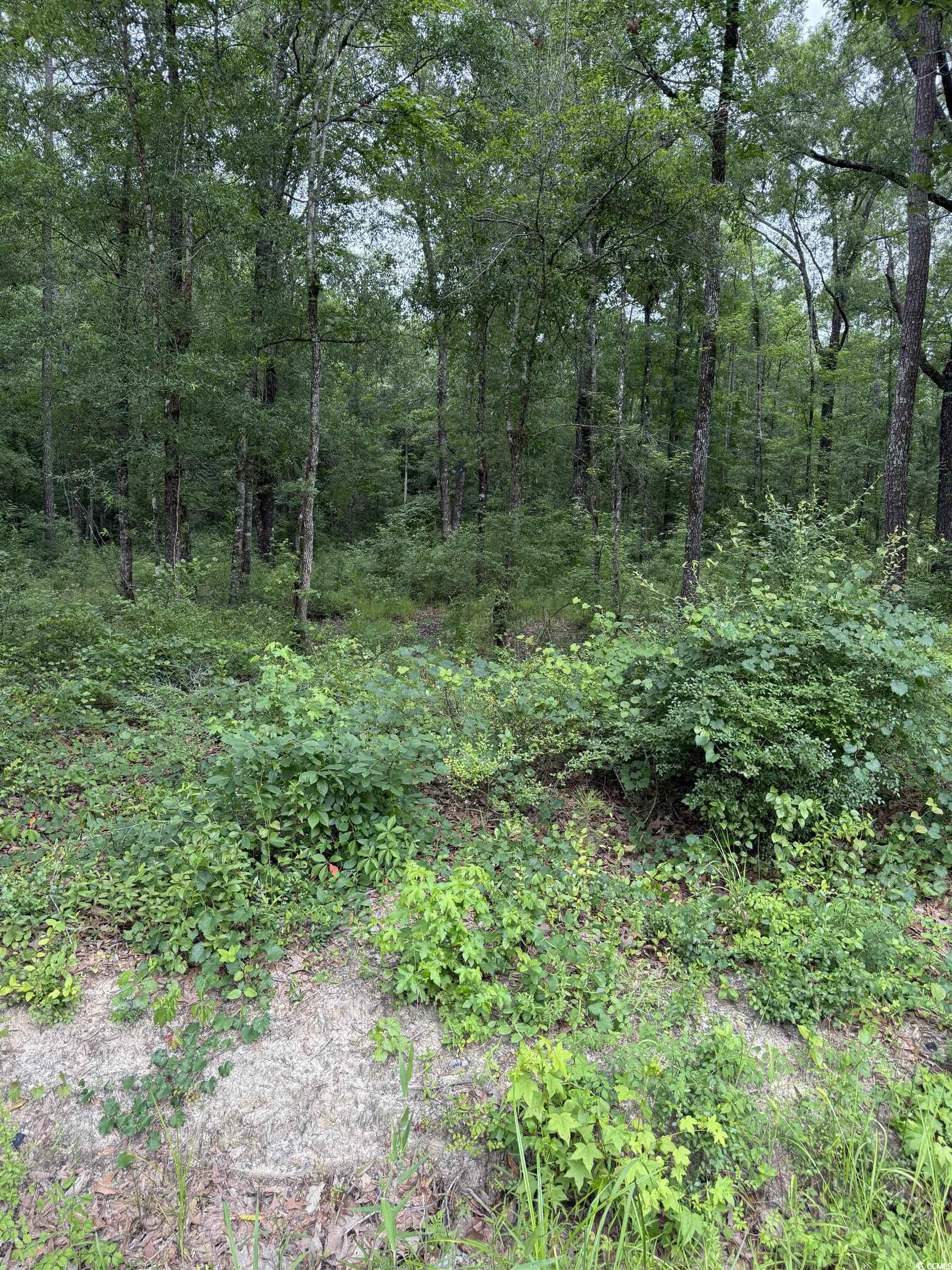 Tbd Lot 20 Tbd Road Gresham, SC 29546 - Photo 2 of 7 View of wooded area