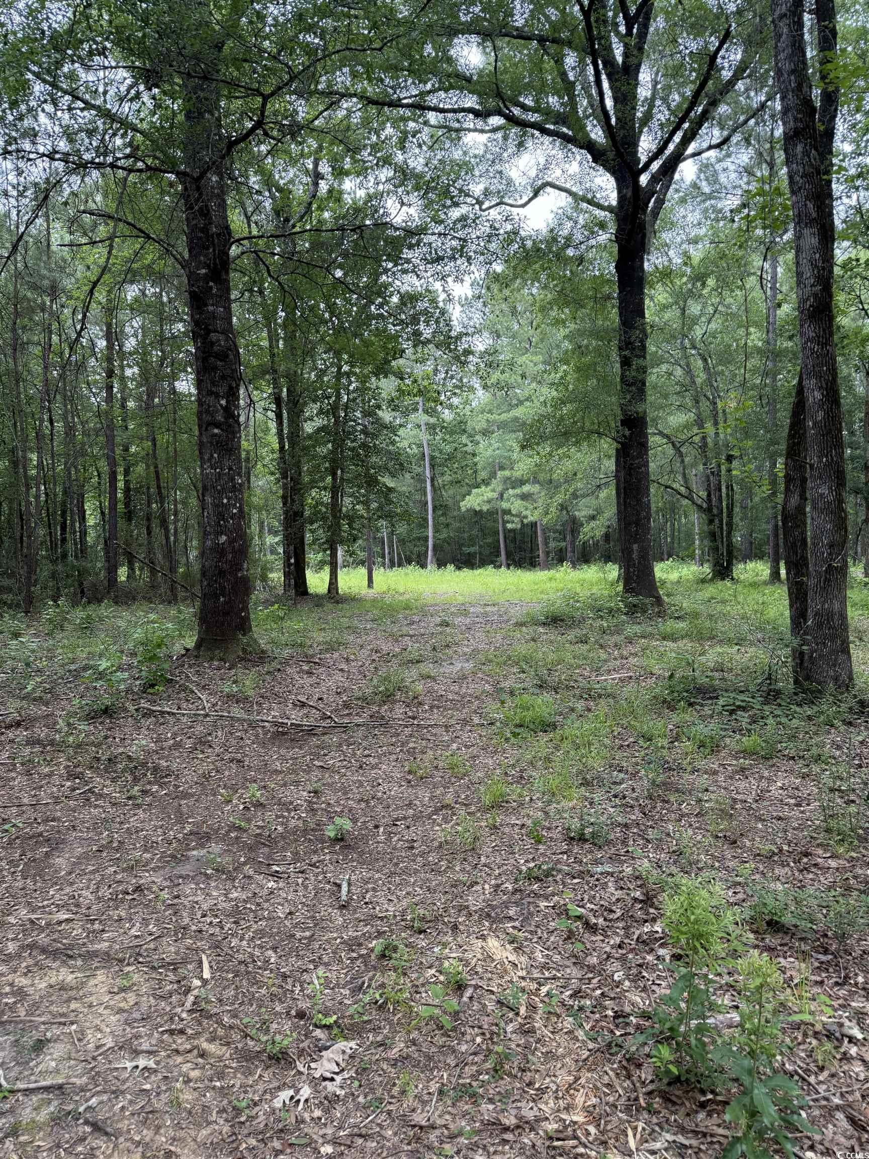 Tbd Lot 20 Tbd Road Gresham, SC 29546 - Photo 3 of 7 View of tree filled area