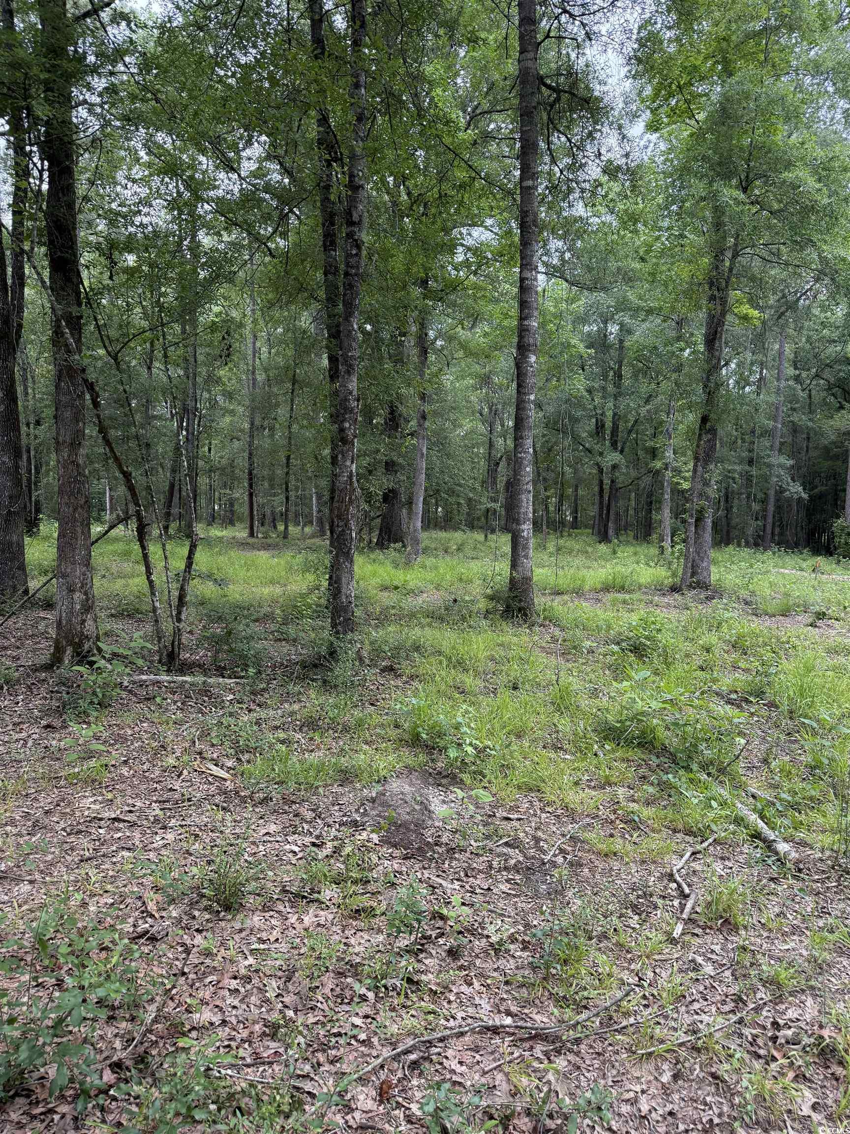 Tbd Lot 20 Tbd Road Gresham, SC 29546 - Photo 4 of 7 View of woods