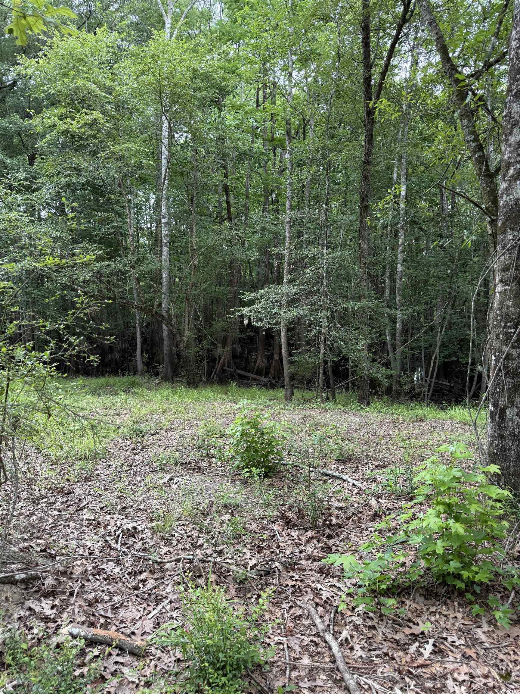 Tbd Lot 20 Tbd Road Gresham, SC 29546 - Photo 6 of 7 View of tree filled area