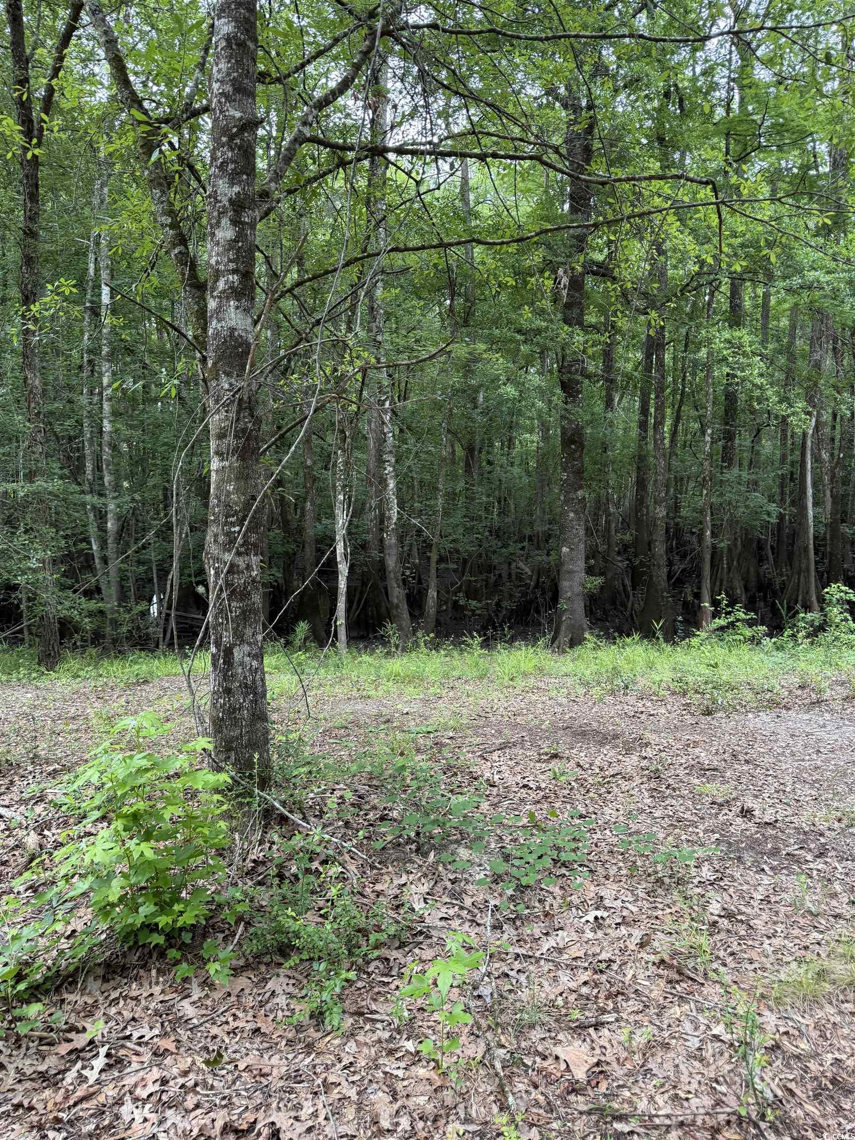 Tbd Lot 20 Tbd Road Gresham, SC 29546 - Photo 7 of 7 View of wooded area
