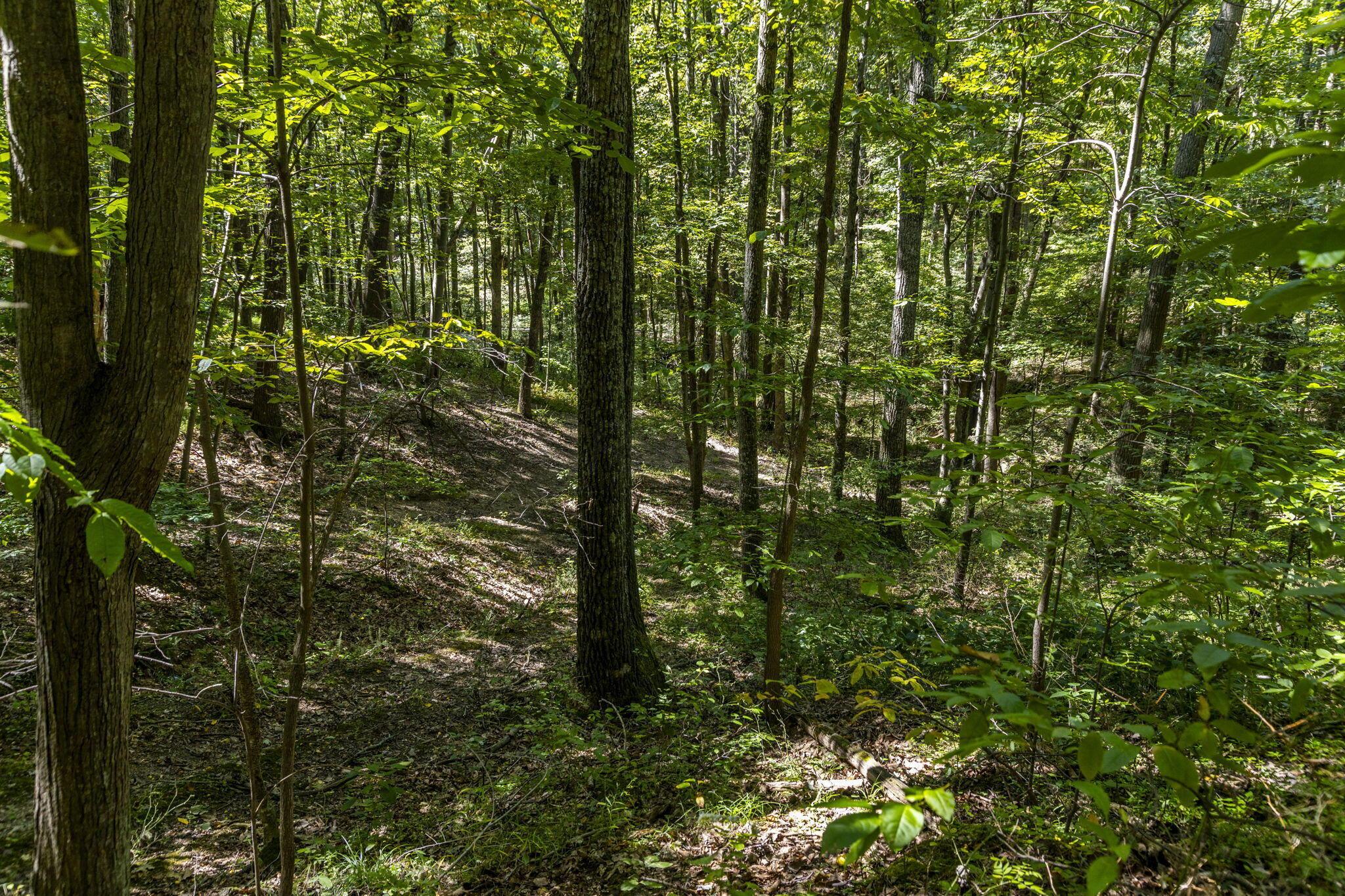 22195 Cliff Road Rockbridge, OH 43149 - Photo 60 of 66 Walking Trails - 22195 Cliff Road, Rockbridge, OH 43149