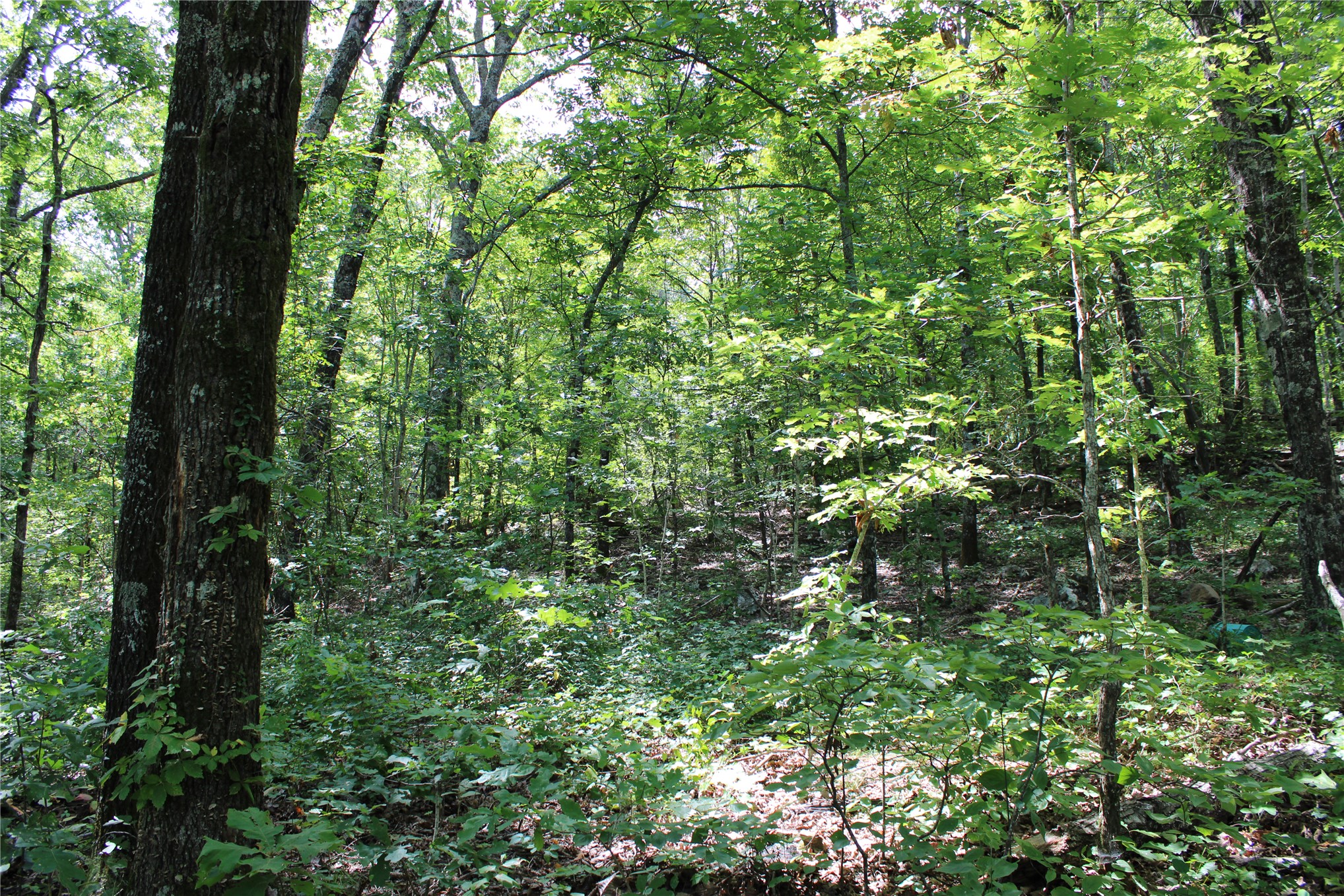 Buffalo Mountain Road Talihina, OK 74571 - Photo 12 of 25 Wooded lot featuring mature trees and lush undergrowth