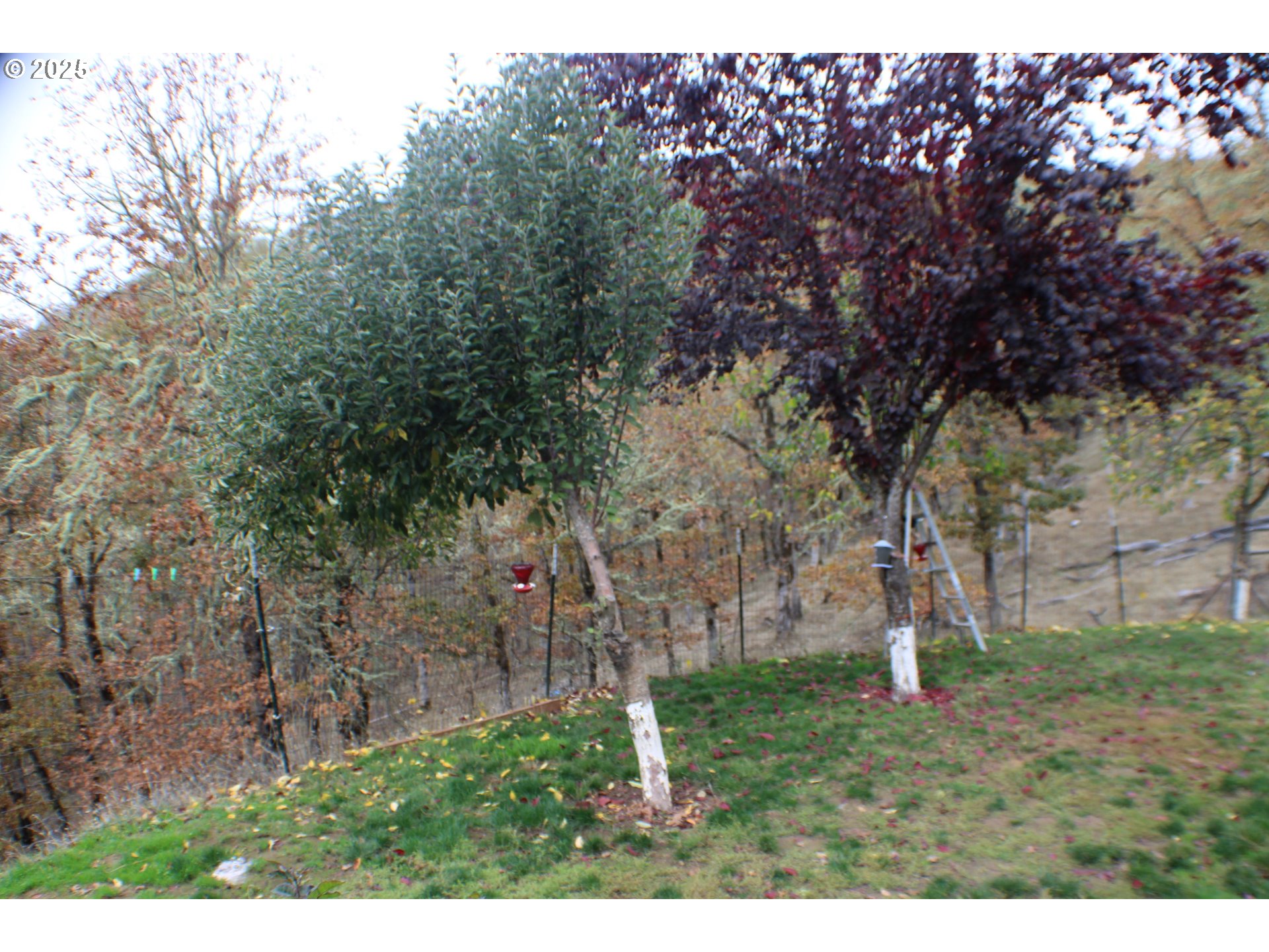 1320 Shoestring Road Riddle, OR 97469 - Photo 46 of 48 a backyard of a house with lots of green space