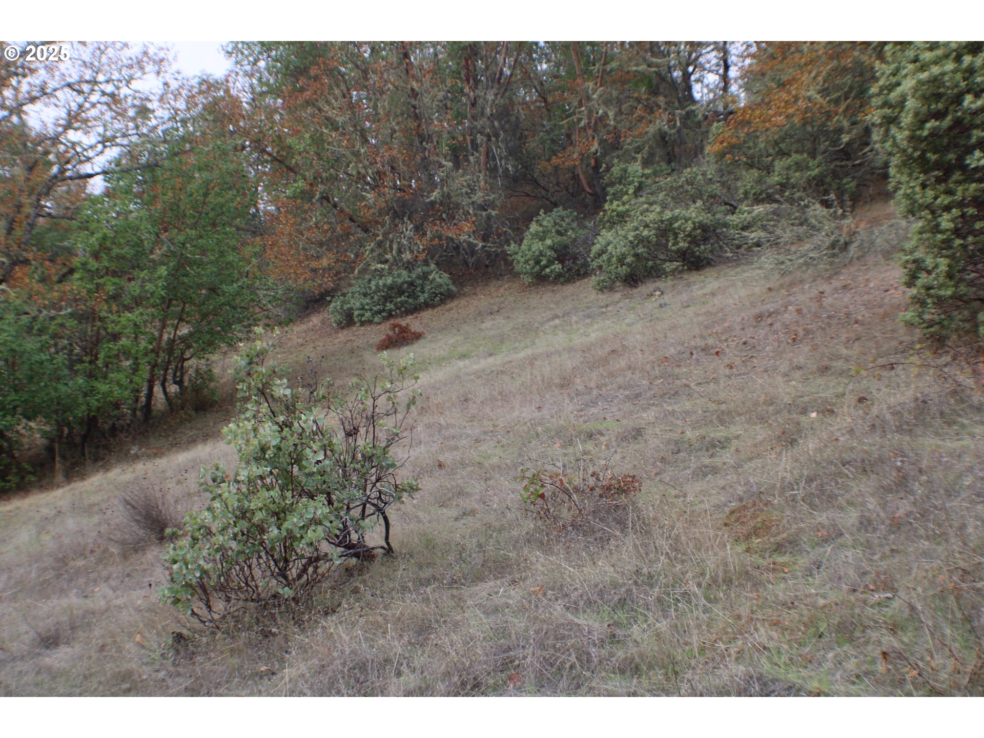 1320 Shoestring Road Riddle, OR 97469 - Photo 47 of 48 a view of a dry yard with trees in back
