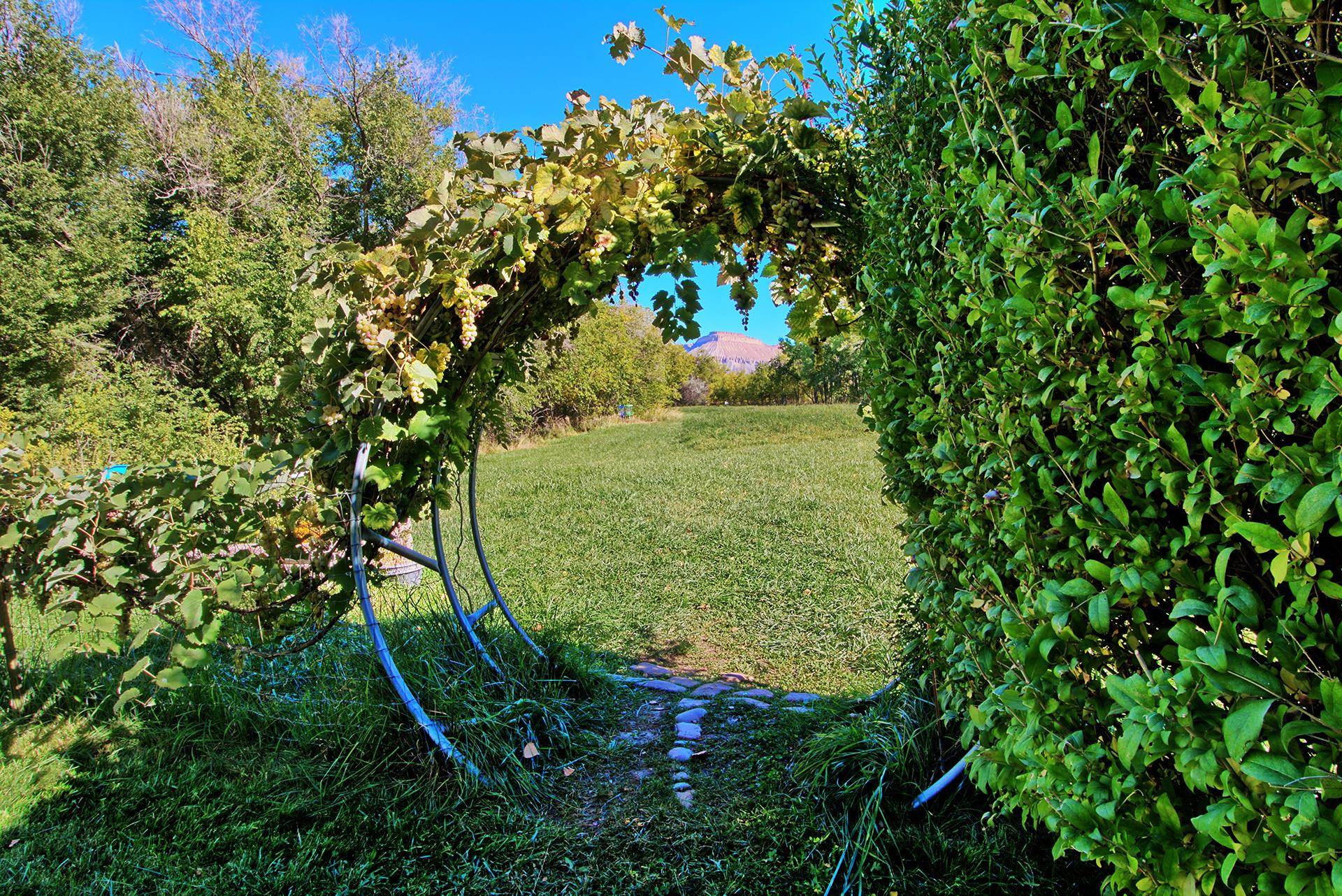 3310 C Road Palisade, CO 81526 - Photo 12 of 41 a view of a yard in a backyard
