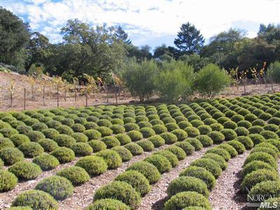 1820 Calistoga Road Santa Rosa, CA 95404 - Photo 7 of 12 a view of a bunch of trees and flowers