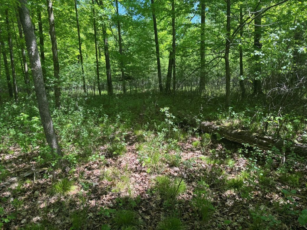 W17810 Eland Road Wittenberg, WI 54499 - Photo 79 of 89