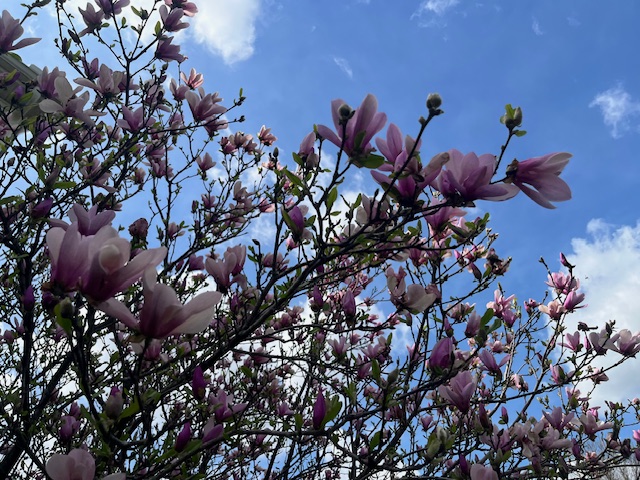 1978 Spring Ridge Drive Xenia, OH 45385 - Photo 4 of 44 Lush magnolias bloom against a vibrant sky, offering a serene view.