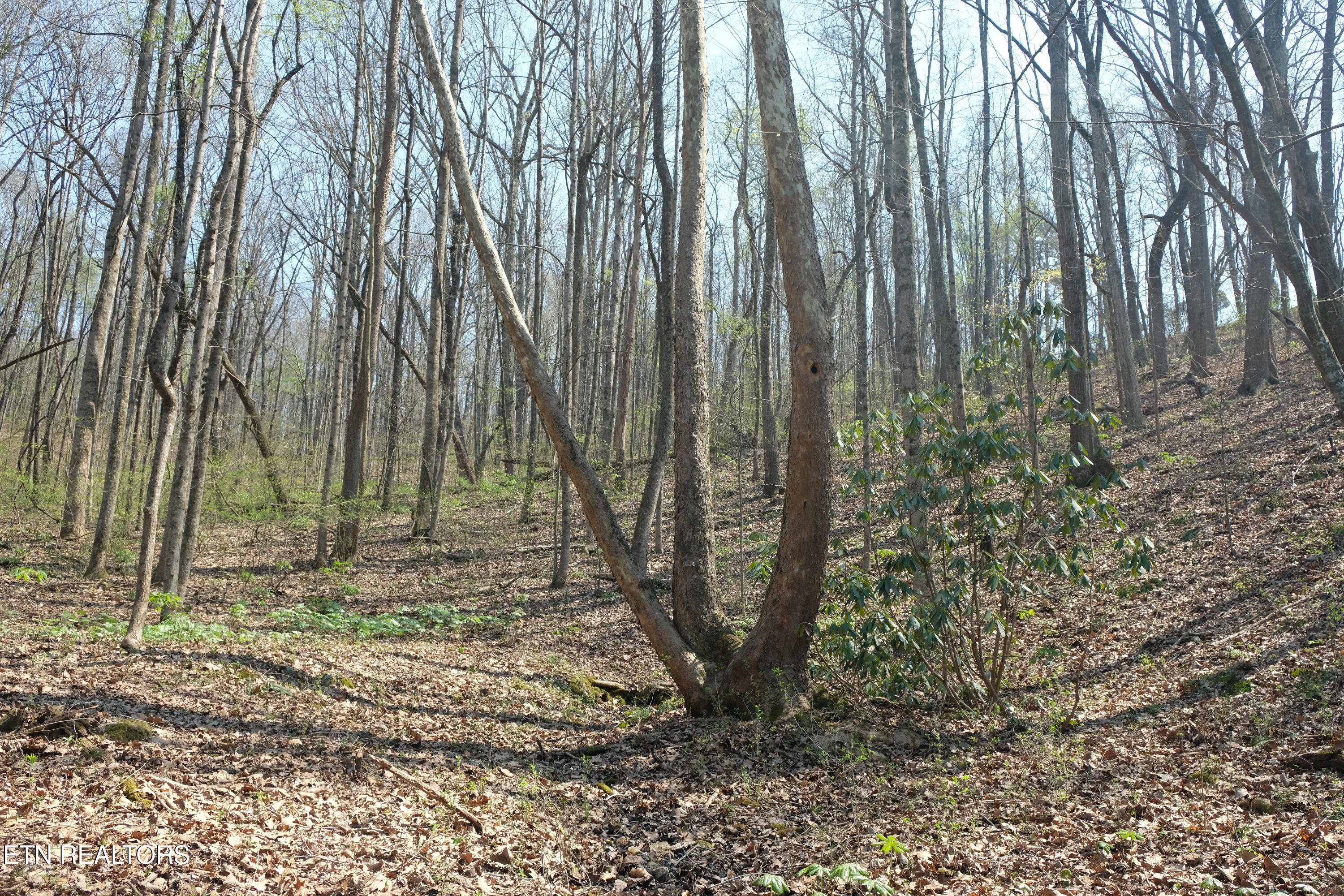 3578 Wolf Creek Road Spring City, TN 37381 - Photo 2 of 16 DSCF4641