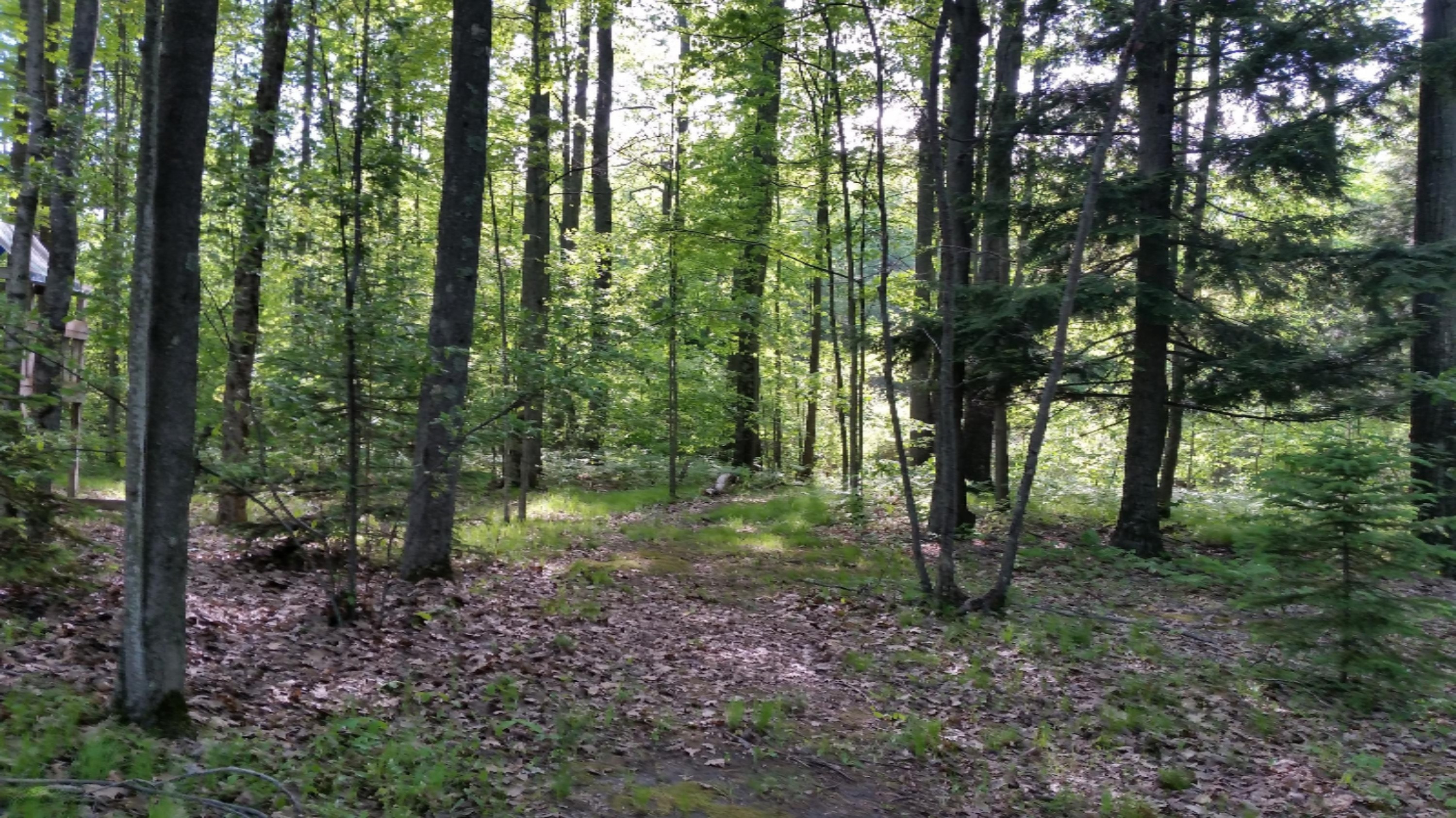 6534 East Borowski Road Fountain, MI 49410 - Photo 22 of 25 20160526_180504 - Copy (2)