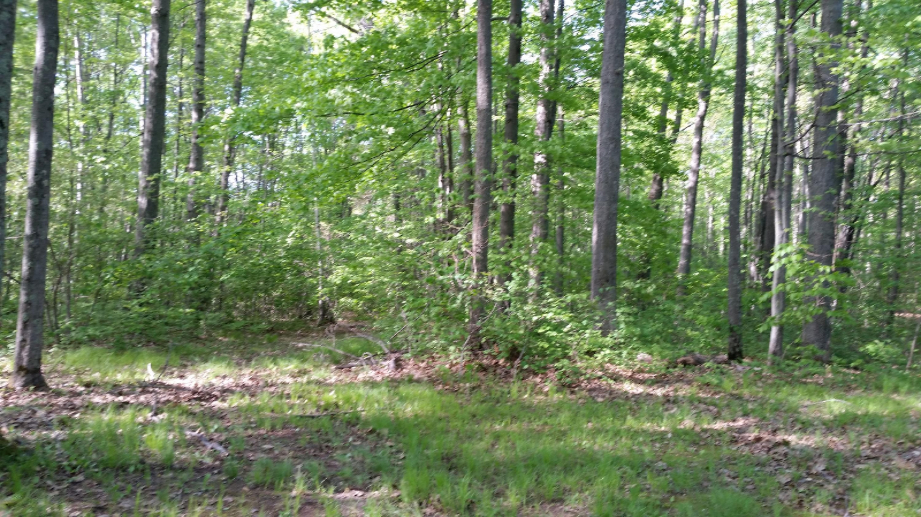 6534 East Borowski Road Fountain, MI 49410 - Photo 23 of 25 20160526_180509 - Copy (2)