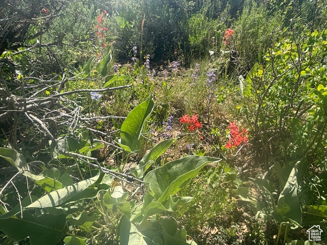 10 Stauffer Canyon Road Montpelier, ID 83254 - Photo 11 of 50 View of nature