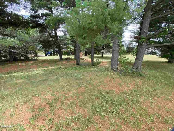 a view of a tree in a yard