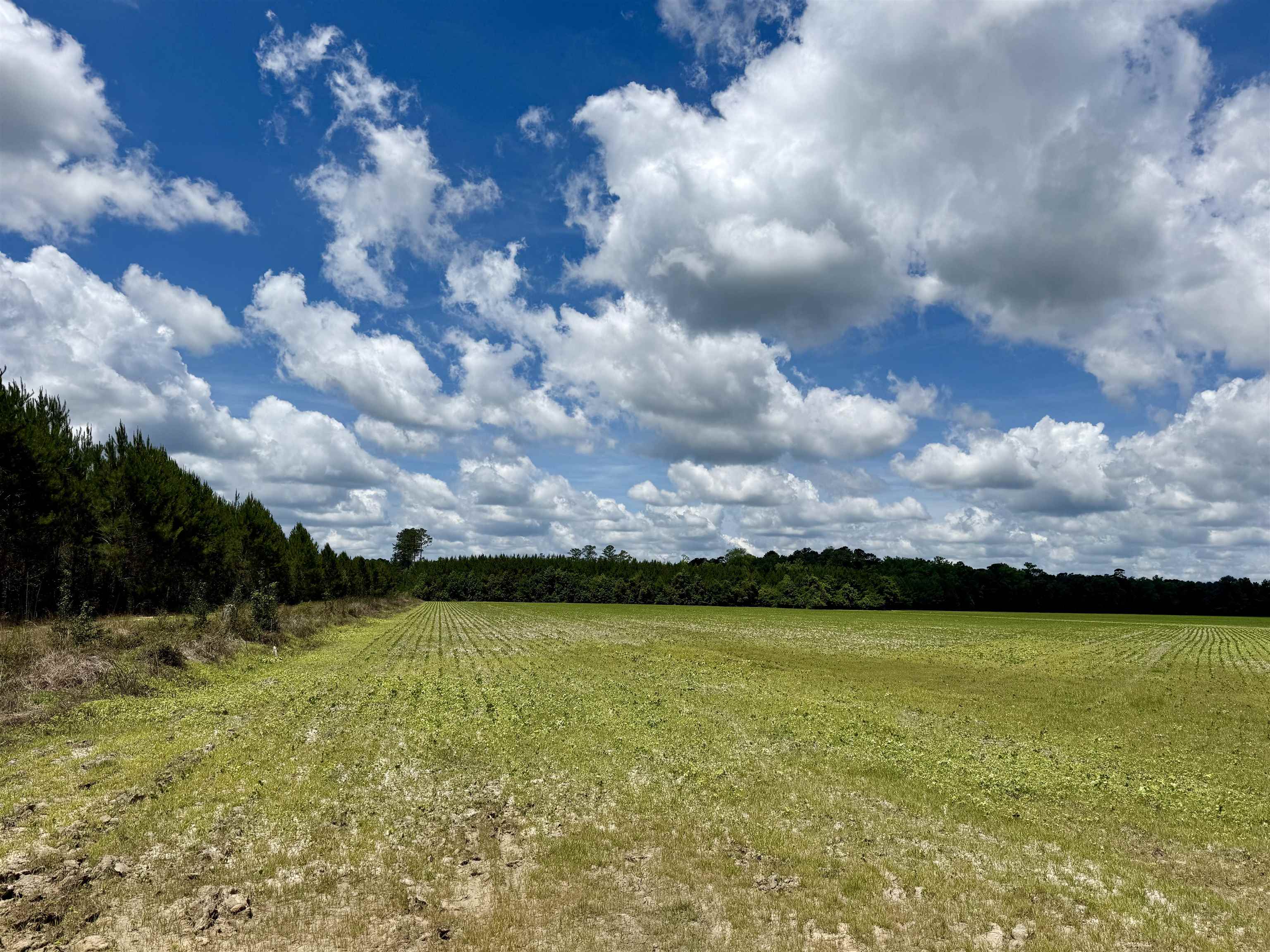 83.03-acres - Birch Creek Road Andrews, SC 29510 - Photo 25 of 25
